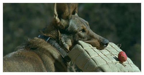 《犬王》,《犬王》的主角也是军犬,共三只,分别是海龙,大龙,小龙,剧本