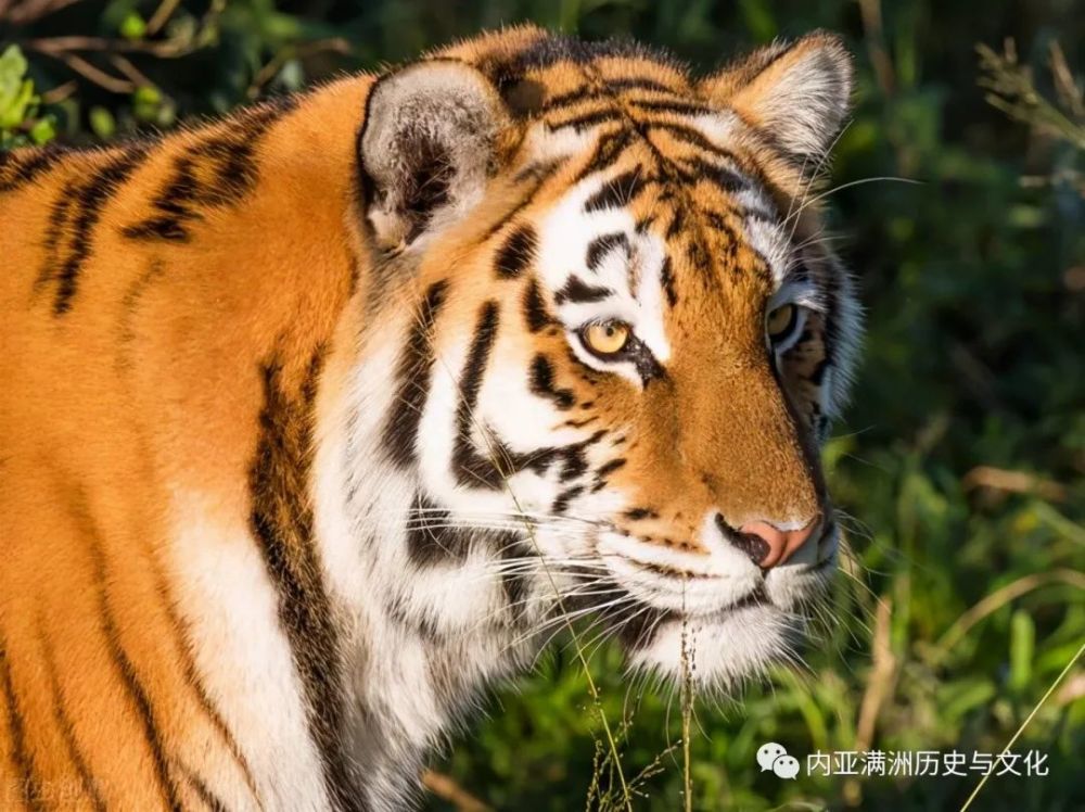 许文祥和宋畅,到所在地的吉林省实验林场施业区的东大坡的途中山路上