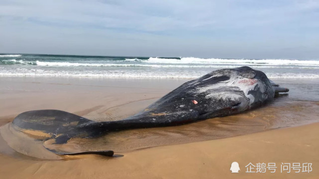 澳洲海滩的抹香鲸尸体身上显现与巨型乌贼搏斗时留下的伤疤
