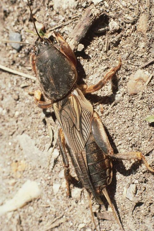 救命的是一只蝼蛄