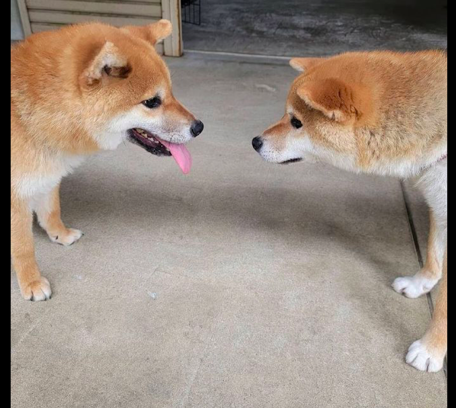 两只狗狗正在对峙,突然同时伸出舌头舔了对方一下,秀恩爱呢吗?