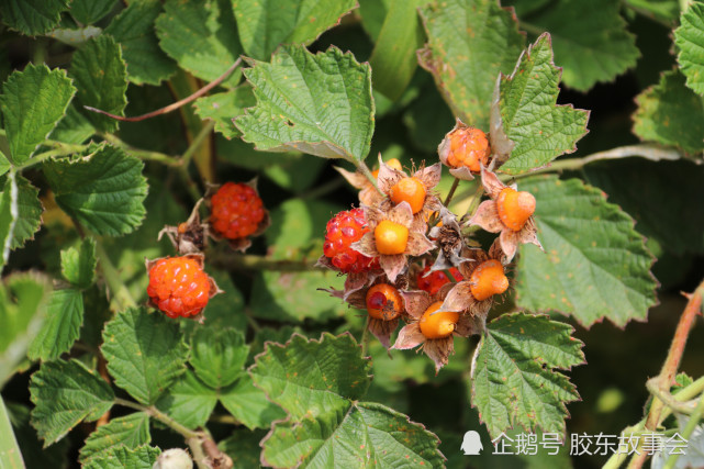 有种野果在栖霞话中叫盆莓头儿时上山最期待遇见它