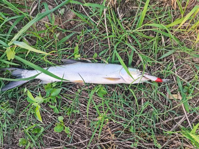 荆州大叔河边干农活叉起一条"老虎鱼",网友:为鱼除害_腾讯新闻