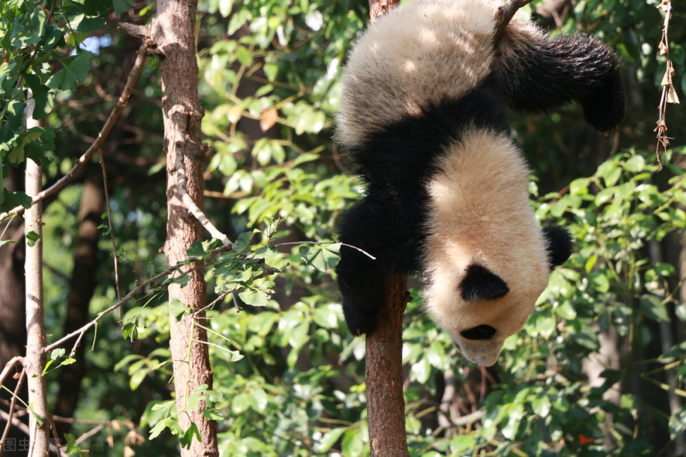 大熊貓發起怒來到底有多可怕動物園裡有什麼動物能夠制服它