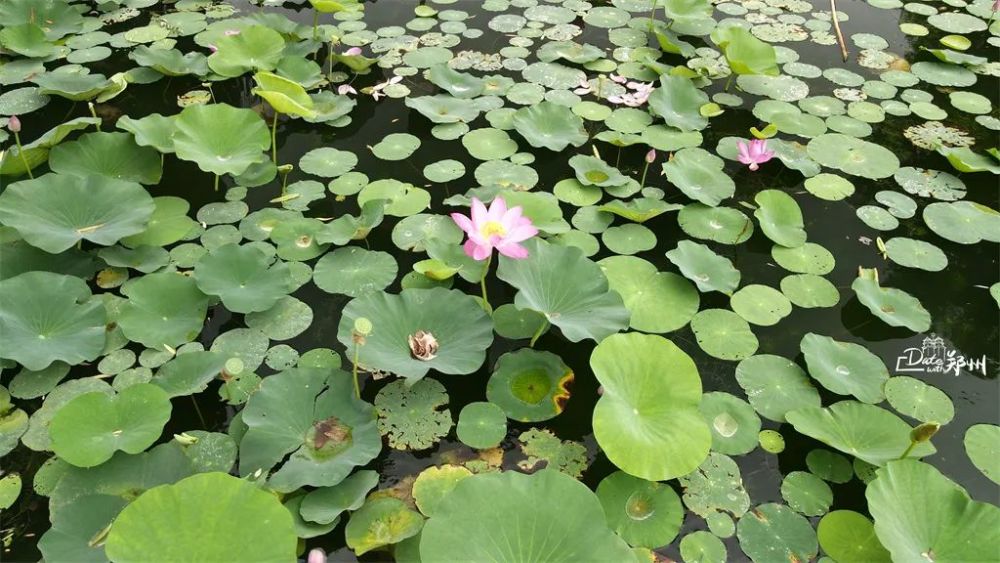 菱葉縈波荷颭風,荷花深處小船通.