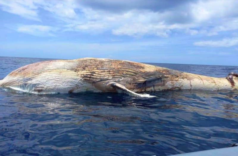 泰国海域发现10公尺长布氏鲸尸体 腐烂程度估计死亡约1周