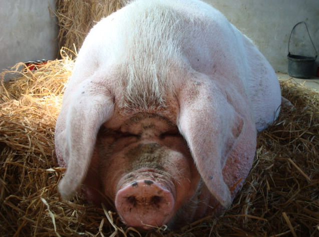 浙江有一只猪曾重2200斤4次逃过屠刀最终寿终正寝