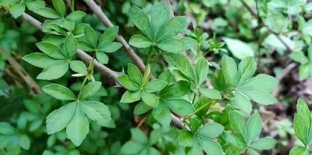 兩廣地區稱作白花菜,果實成熟後可作野果食用,也可以用來泡酒或釀酒