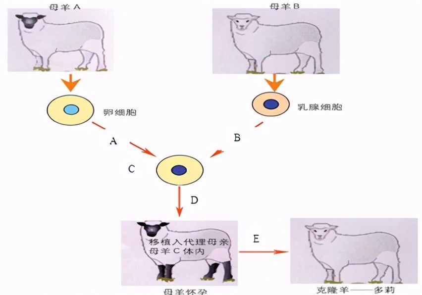 为什么现在很少提"克隆"了,多莉的一生就是答案,太可怜了_腾讯新闻