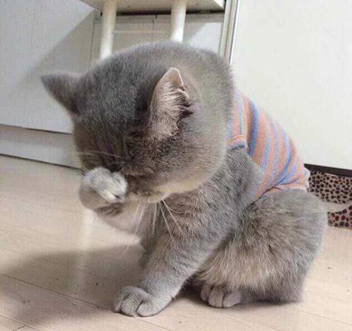 猫咪流泪是情感驱使别太自作多情了也许喵正在忍受病痛的折磨