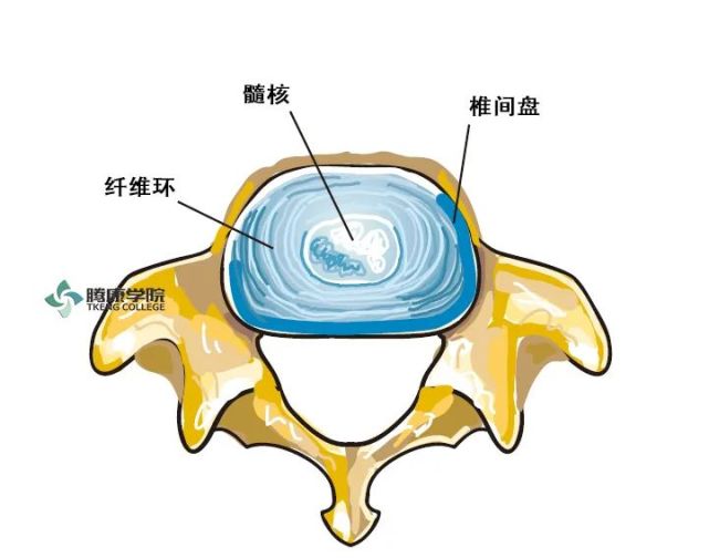 椎间盘的上部和下部由紧贴着椎骨体的软骨终板组成.