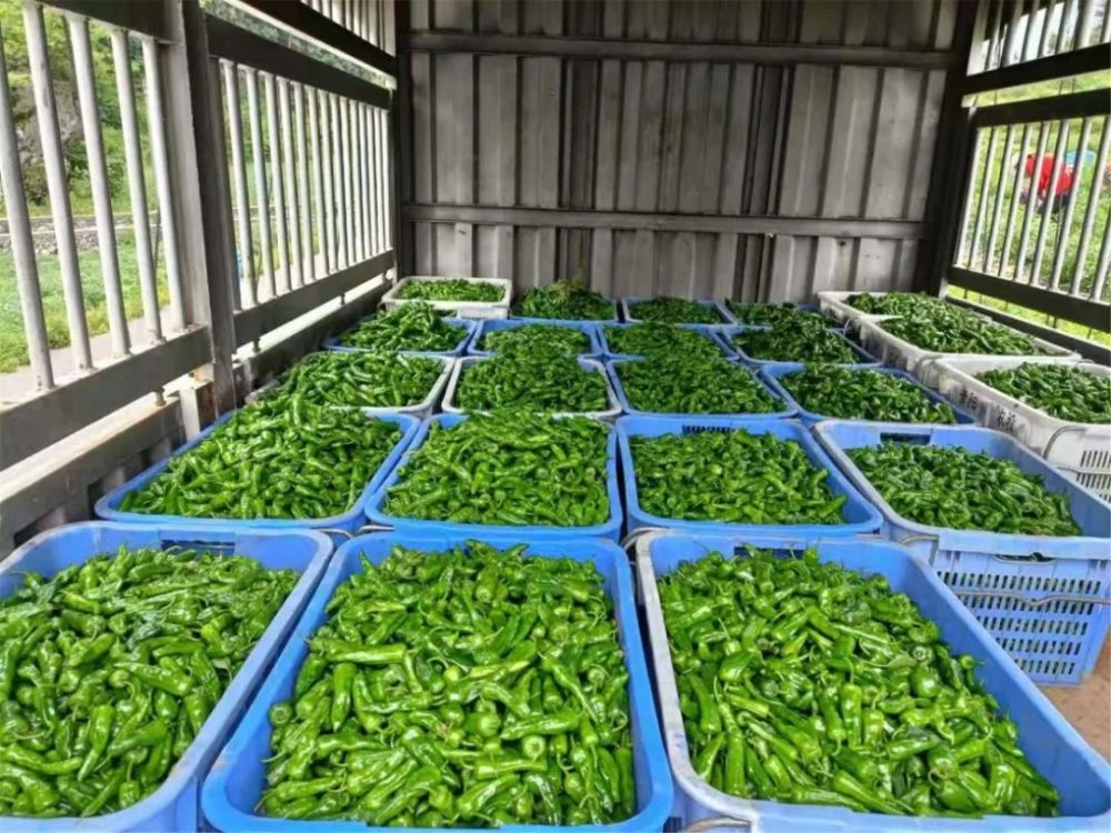 织金县实兴乡辣椒丰收采摘忙群众增收展笑颜