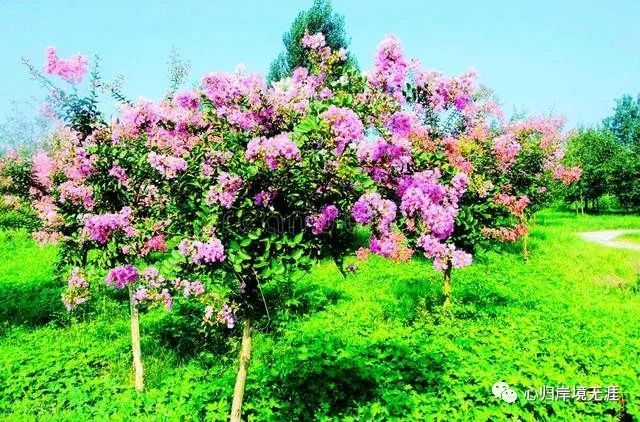 谁知道湖北省襄阳市的市花是什么植物