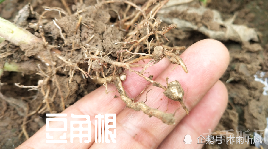 豆角的根部出现小瘤状物,植株生长不良,是什么病害,如何防止?