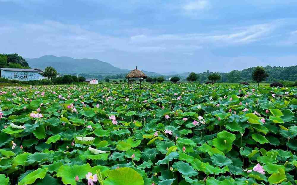 当下,花海茶亭的近千亩荷花竞相绽放,荷香四溢,吸引