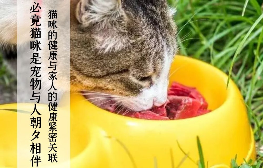 猫咪到底想吃啥？猫粮太单一，铲屎官们还不备好生骨肉？_腾讯新闻