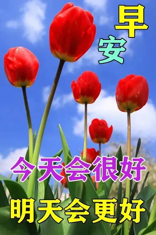 8張最新特漂亮早上好鮮花圖片帶字帶祝福語 最美秋日早安問候祝福圖片