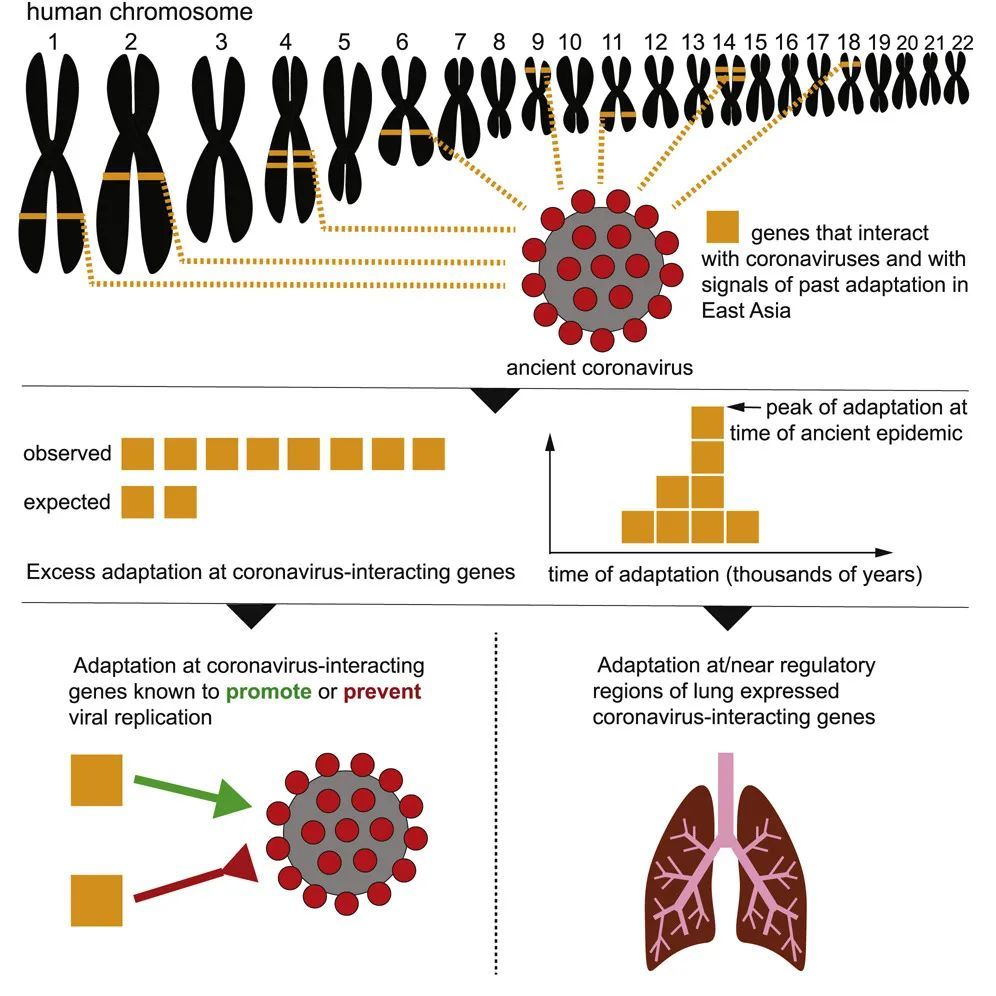 这些基因变异有望找到抵抗冠状病毒的新方法(图片来源:参考资料[1]
