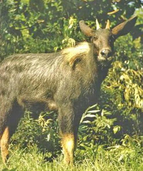 无锡天降神兽宜兴湖13监控到一只罕见动物在古代可不得了