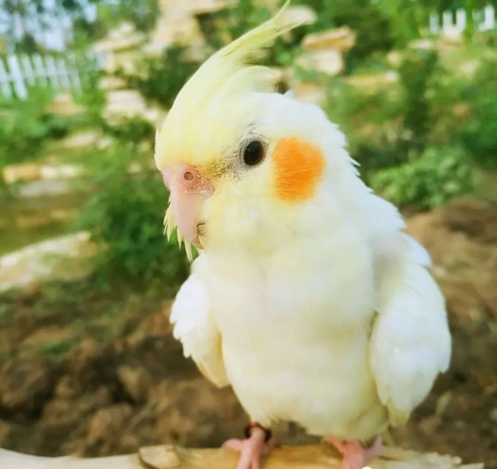 最便宜的5种鹦鹉 价格低到你想象不到 一顿早饭钱就可以领回家 腾讯新闻