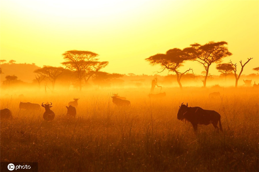落日下非洲野生动物剪影金色余晖画面唯美