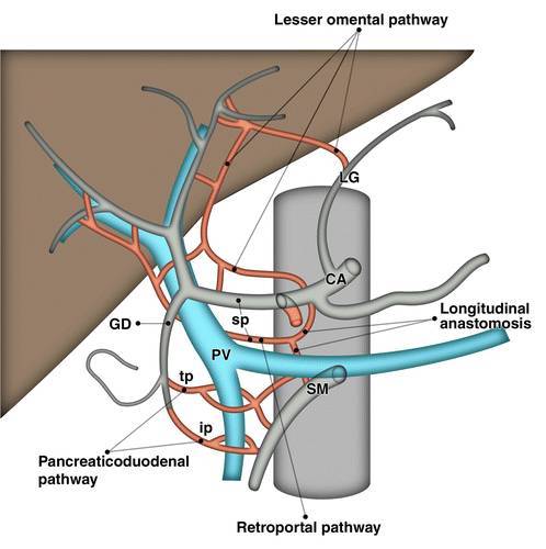 腹腔干的解剖,见过的,最详细的版本!