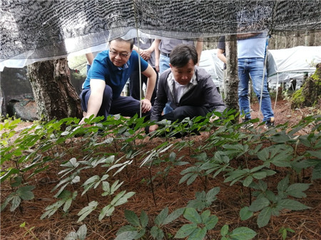 昆明市林草局调研朱有勇院士林下有机三七种植基地