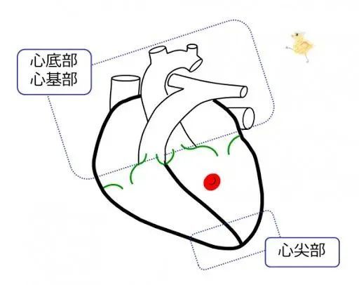 心脏其实并不是心形 也不是一鼓一缩跳动