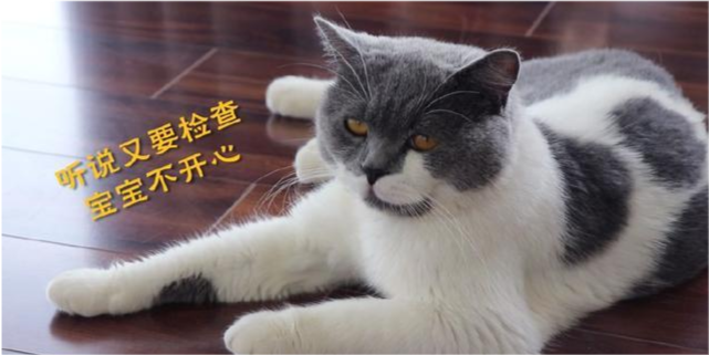 摸摸猫咪的肚子 如果有这3个症状表现 赶紧带它去医院还有救 腾讯新闻