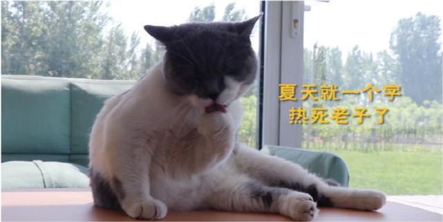 摸摸猫咪的肚子 如果有这3个症状表现 赶紧带它去医院还有救 腾讯新闻