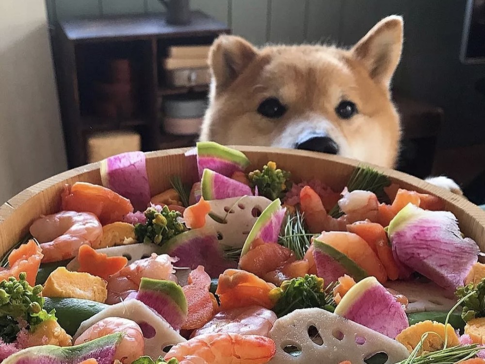 小柴君课堂 Cku专业训犬师八年柴犬喂养经验 攻略 腾讯新闻