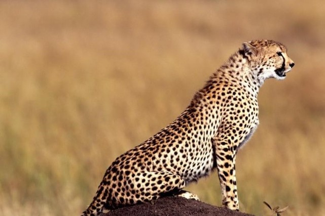 乞力马扎罗的豹子东非草原启示录