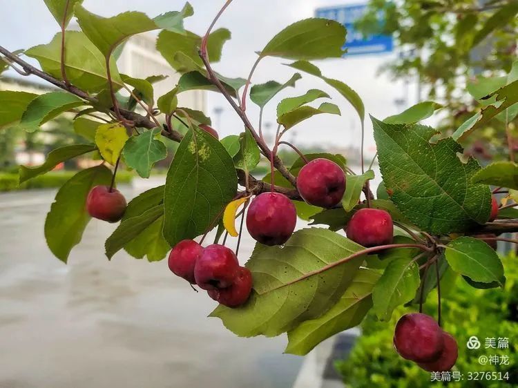 路边绿化带的海棠果能吃吗(路边绿化带的海棠果能吃吗有毒吗)