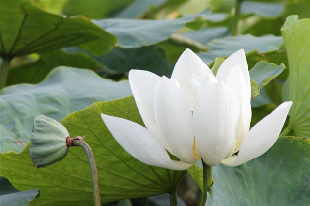 白居易白莲诗六首菡萏三百茎白莲八九枝