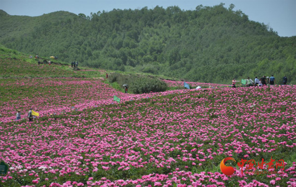 武威00亩芍药花海美翻万千游客 图 腾讯新闻