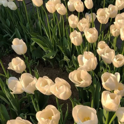 "王思聪爱情语录土味情话合集"_腾讯新闻