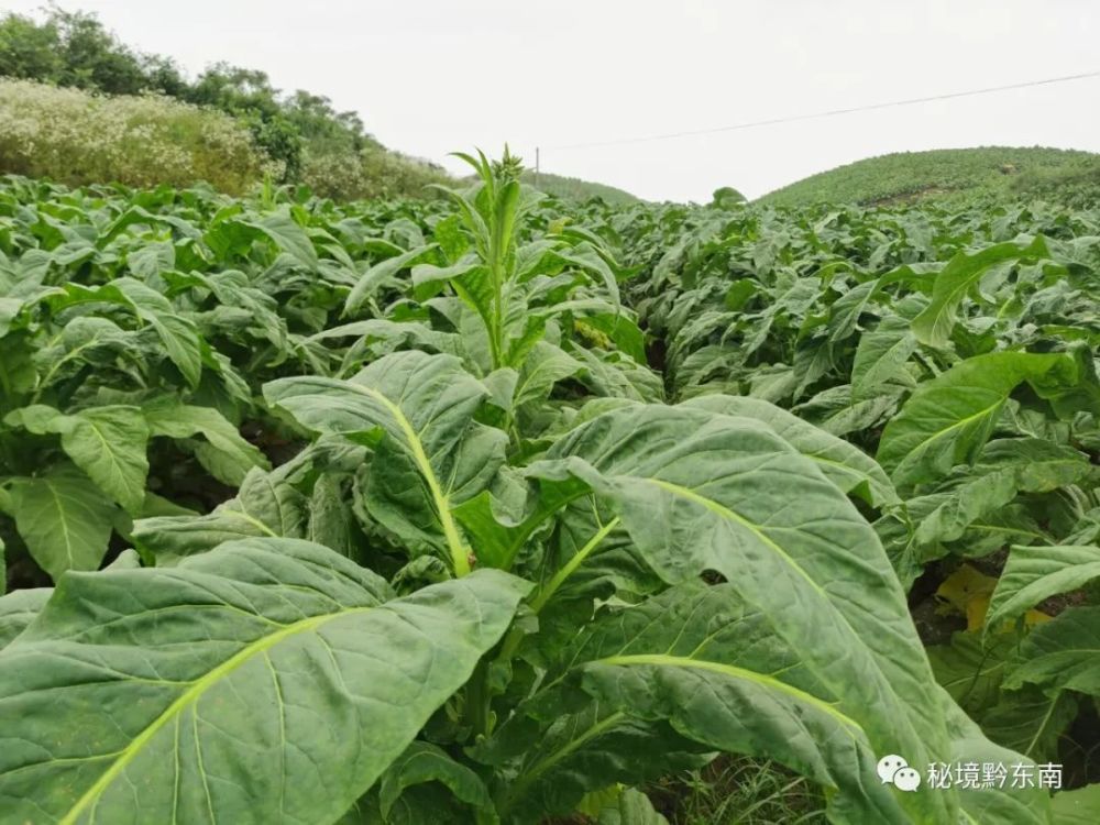 关注施秉县马号镇烤烟一片绿油油乡村振兴底气足