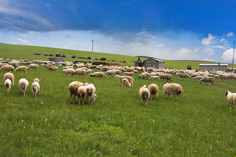 暑假去哪里玩呼伦贝尔草原景美羊肥是一个去了还想再去的地方