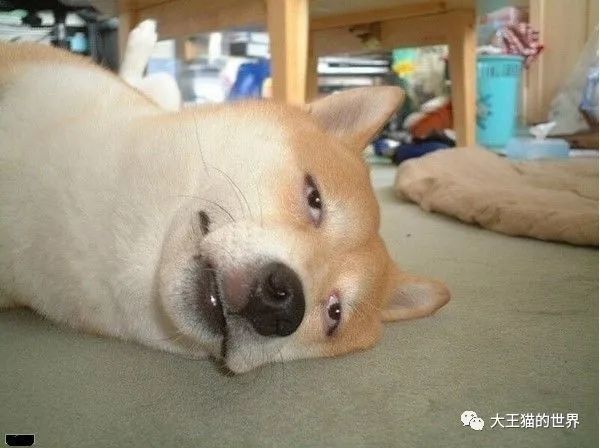 生病或者食欲不振的狗狗可以喂哪些食物 腾讯新闻
