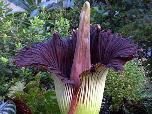 食人花和尸花是最恐怖的植物 看看这两种植物再说 腾讯新闻