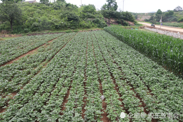 莱阳莱西是胶东半岛的秋葵主产地不少村庄已实现规模种植
