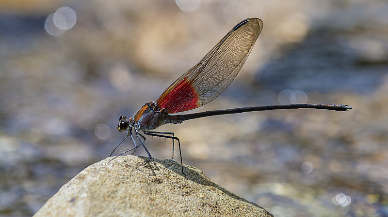 地球3.3亿年古老的昆虫,蜻蜓的近亲:豆娘