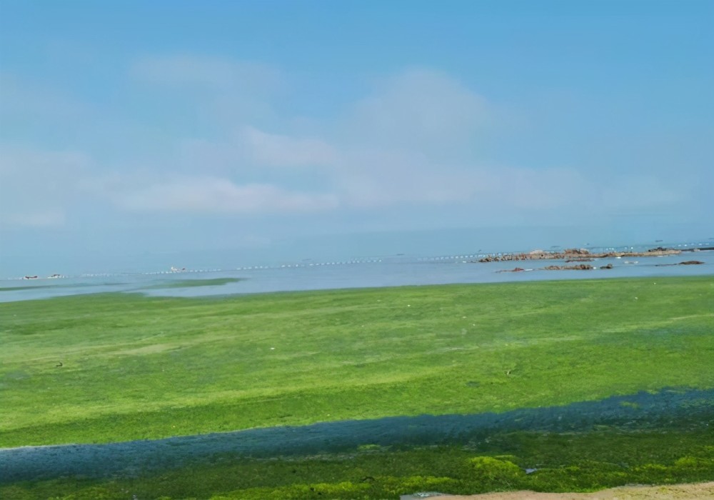 青岛为何连续15年遭受大规模浒苔侵袭 元凶究竟是谁 答案找到了 全网搜