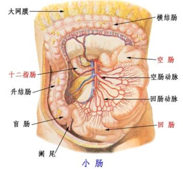 女人子宫和肠子分布图图片