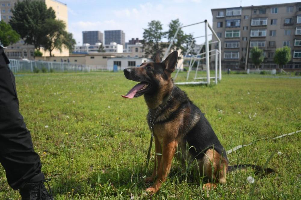 中國警官學院警犬_中國警察學院警犬_中國警犬學院