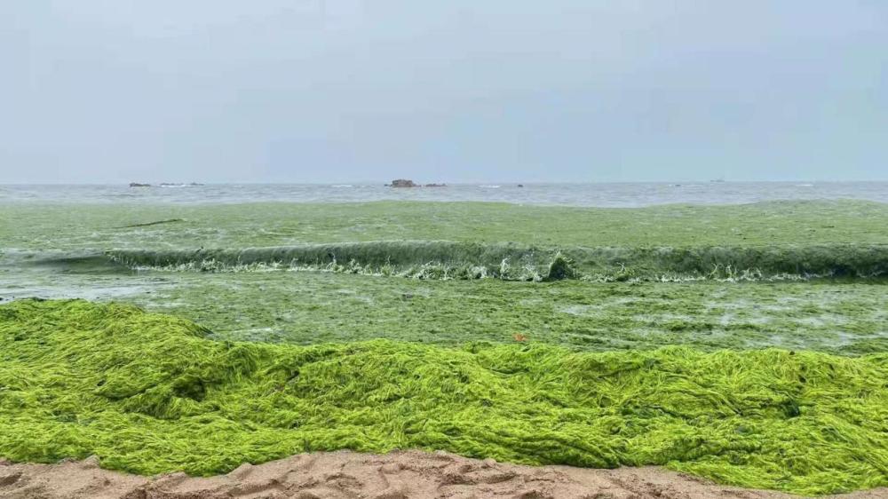 中国卫星直击青岛浒苔:海面荡漾大片荧光绿,如一条条橡皮绳