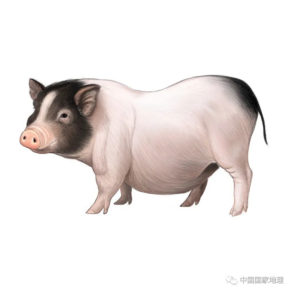 广西巴马香猪