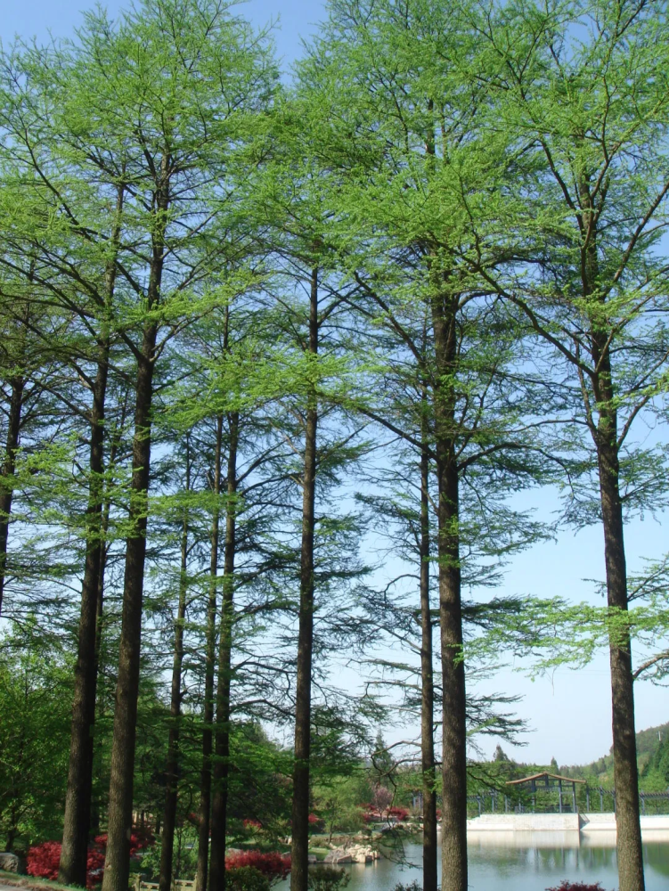 世界五大公园树种图片