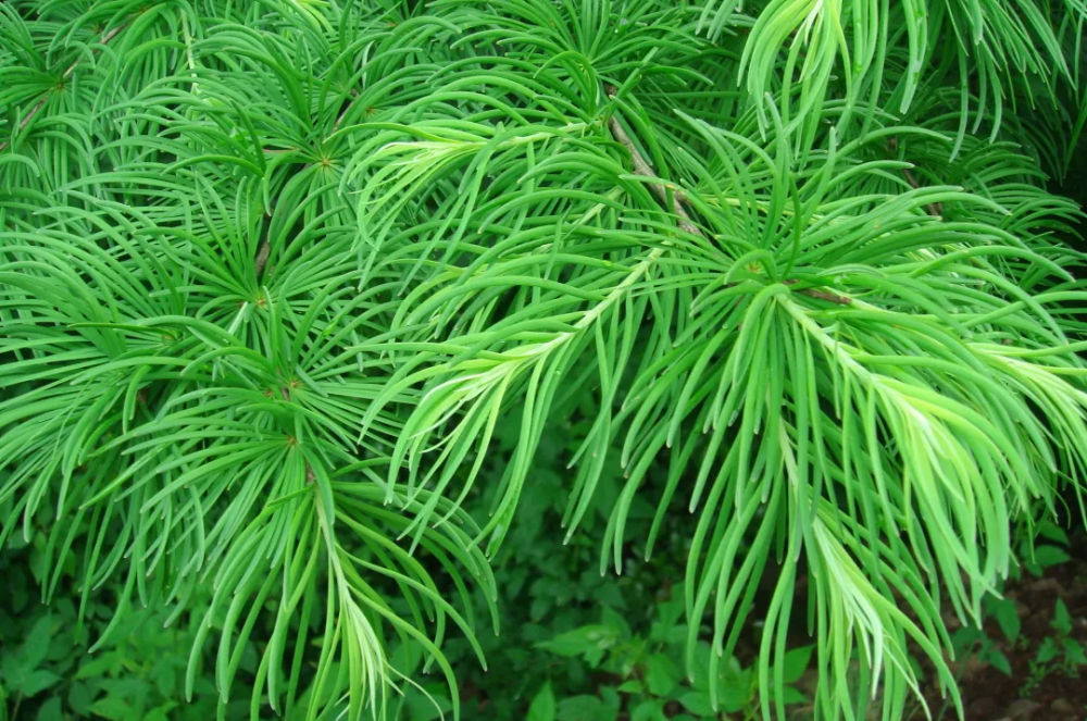 宁波植物|它是世界五大庭园树种之一,你可曾见过?_腾讯新闻