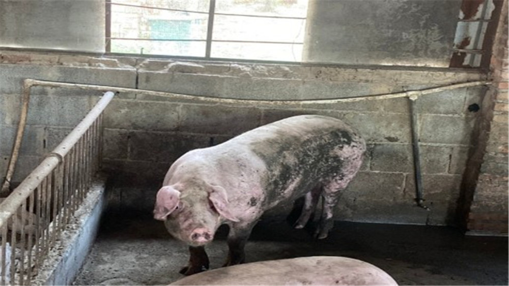 超级恐怖!日本福岛出现核辐射杂交猪,网友直言:不该拥有核能源